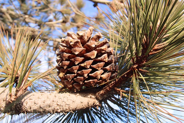Pine Tree branch (daveyin, CC BY 2.0)