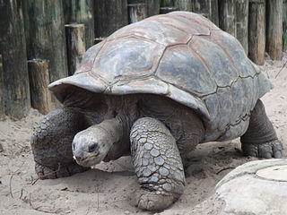The group focused on tortoises in an effort to dominate their own corner of the market. (Source: Wikimedia Commons)