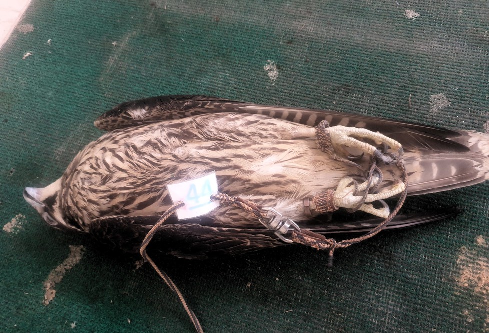 Dead Falcon