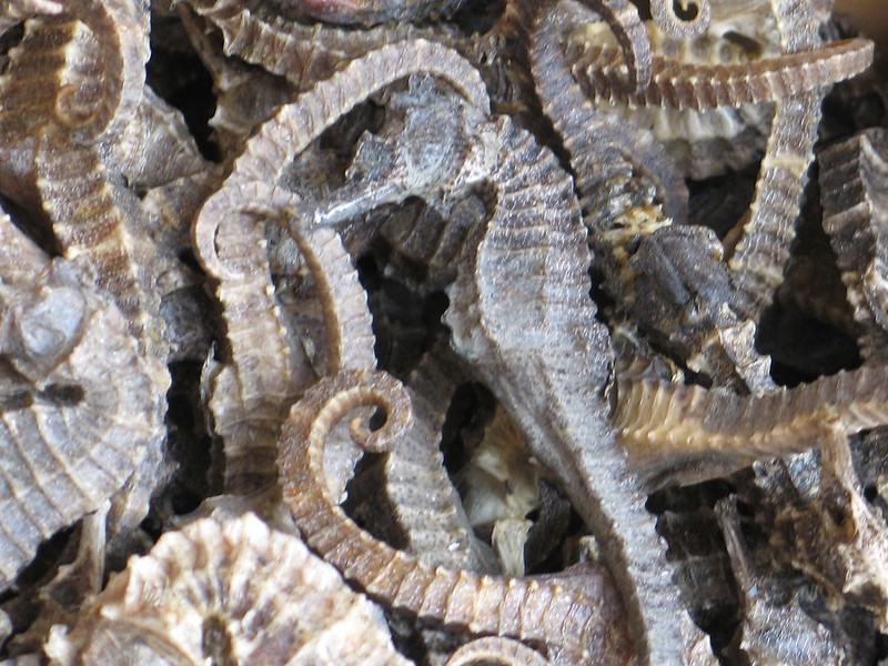 Dried Seahorses