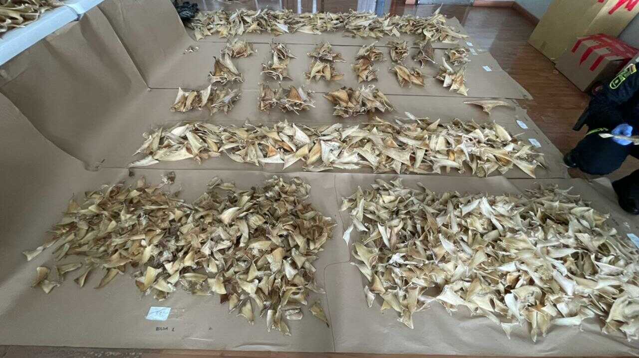 Dried Shark Fins Colombia