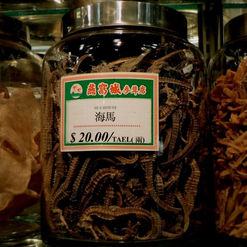 Dried seahorse