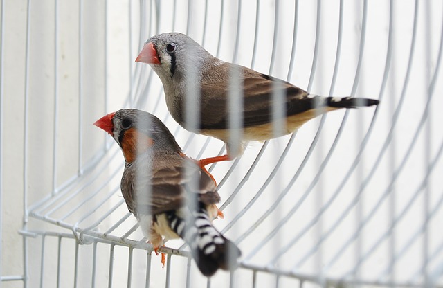 Finches Birds