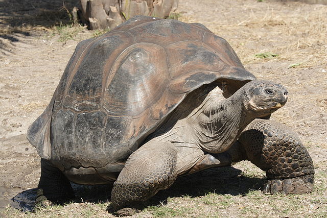 Ecuador: 3 Sentenced For Trafficking Galapagos Tortoises
