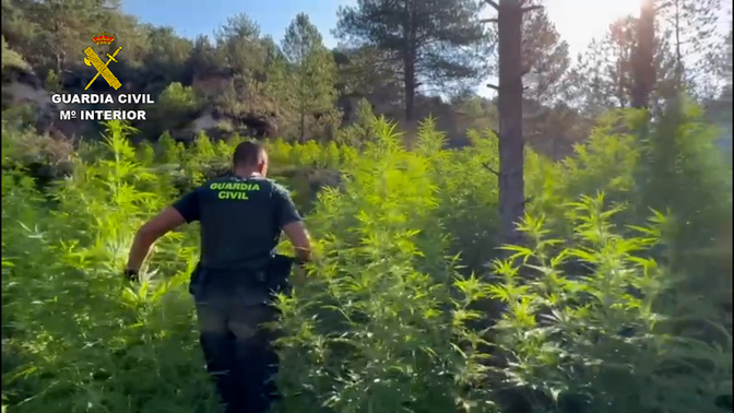 Guardia Civil Marijuana Plantation Pyrenees