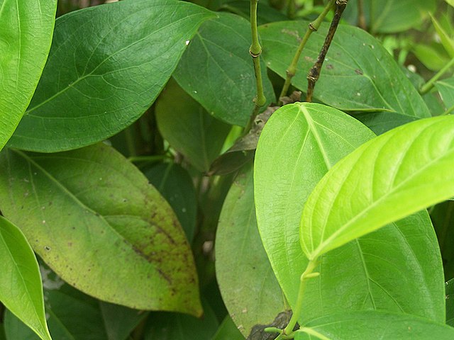 Guayusa Tea Leaves