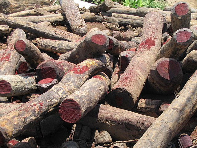 Illegal Rosewood Stockpiles