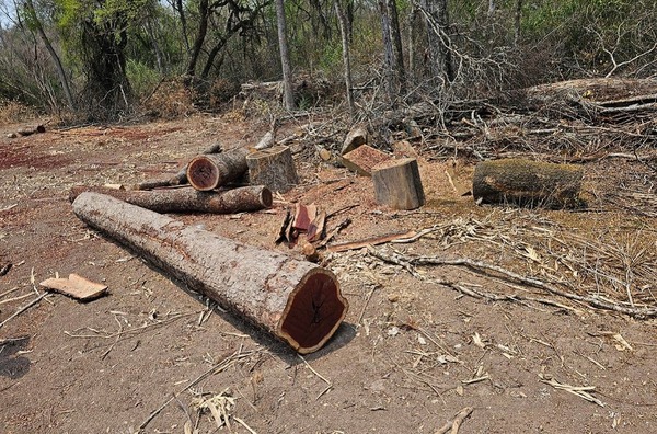 Interpol Timber Bahia Negra