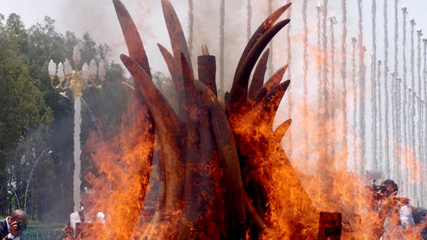 Ivory burn in Brazzaville Republic of Congo