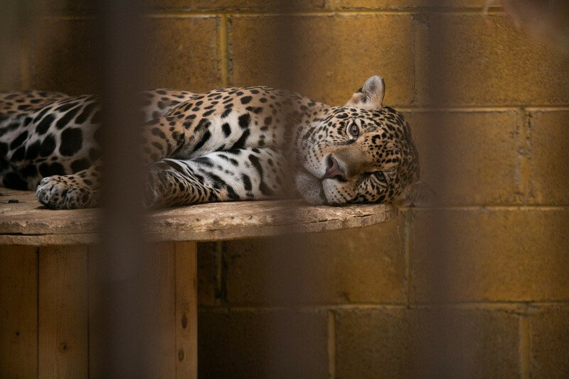 Report: Social Media Used for Selling Wild Animals in Mexico