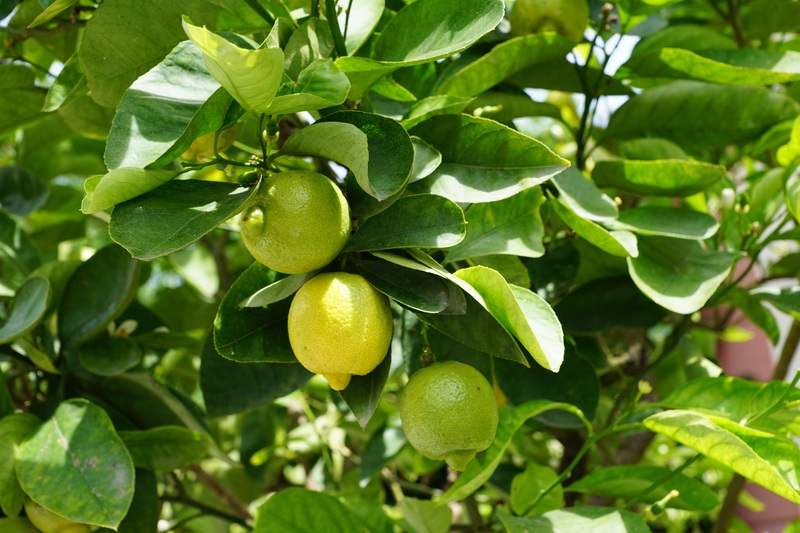 Lemon Tree PxHere