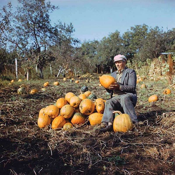 Man harvesting pumpkins Moldova 80-ies