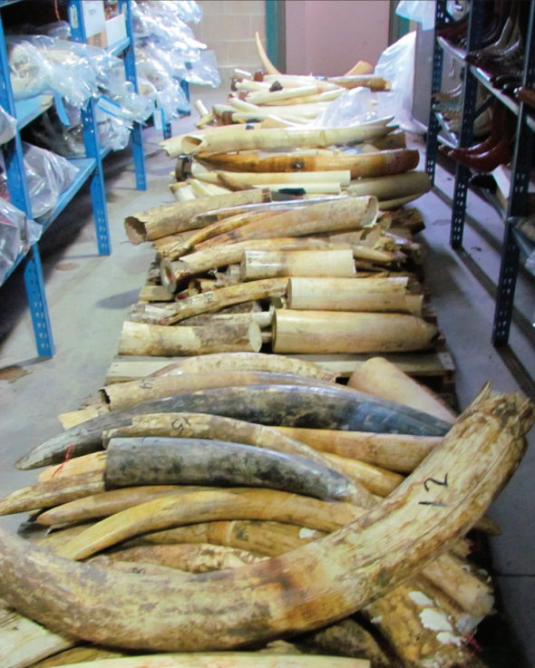 Pallet of seized raw ivory USFWS