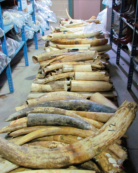 Pallet of seized raw ivory USFWS copy