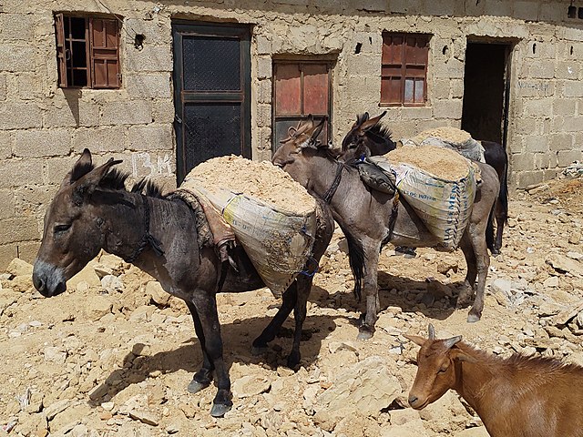 Nigeria: Customs Intercepted a Massive Shipment of Donkey Skins