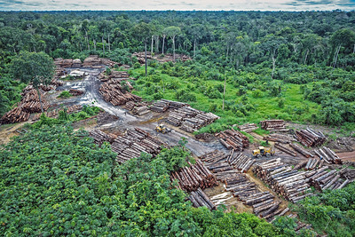 Rainforest Amazon