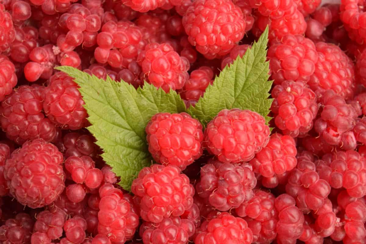 Rapsberries