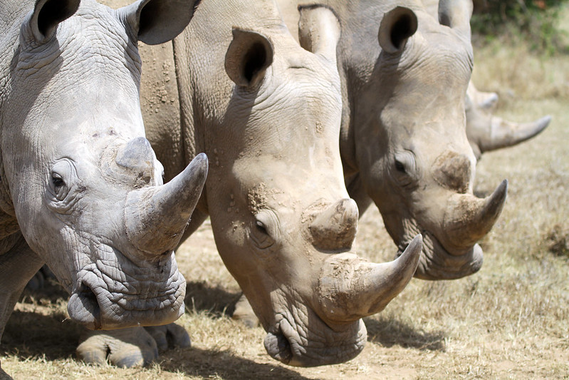Value rhino horns Scientists plan