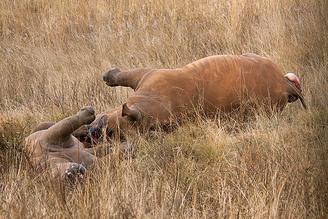 South Africa: Alleged Rhino Poaching Kingpin Gunned Down