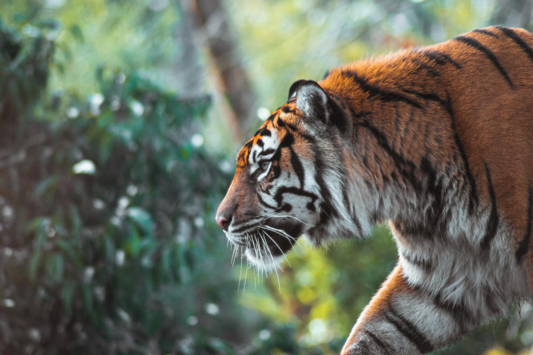 Report: At Least 150 Tigers are Killed by Poachers Every Year