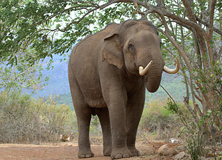 According to one study, some 48% of posts were for illegal ivory. The next most common were bear and feline products. 