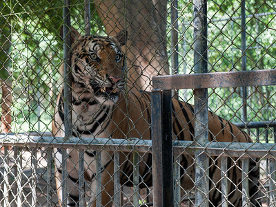 Wildlife Tiger Cage