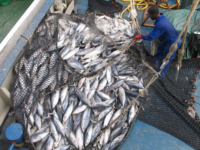 Yellowfin Tuna Fishing Seychelles