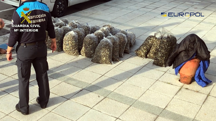 Illegally harvested clams are seen during a police seizure in early December 2019. (La Guardia Civil)