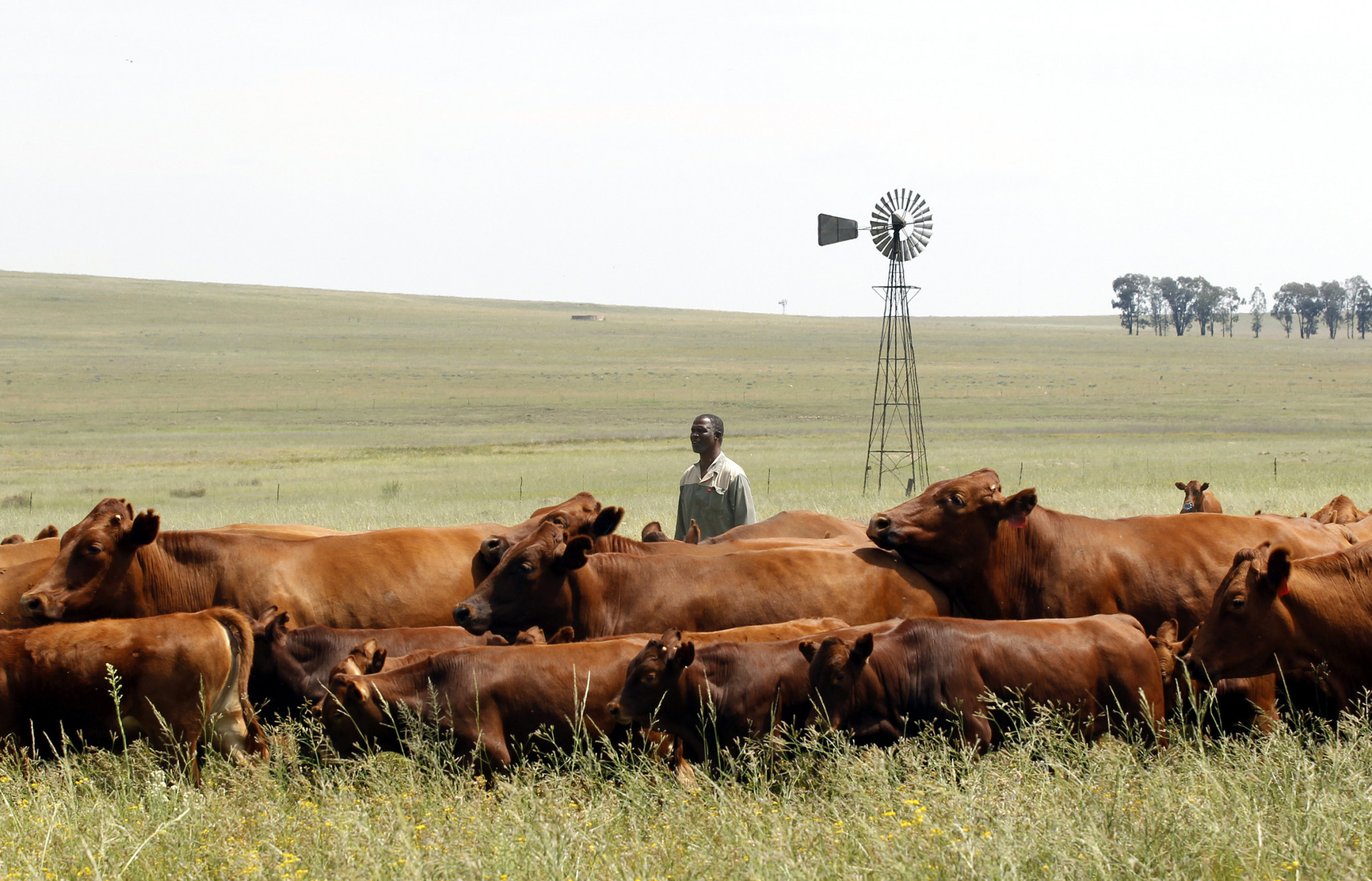 Koos Mthimkhulu, a black cattle-farmer, inspects his herd at his farm in Eastern Free State Province, South Africa, 2012. Mthimkhulu was born on a white-owned farm, and at the end of minority rule in 1994 was selected for a reform program whereby the government bought agricultural land from white farmers and handed it over to blacks with legitimate claims on the territory. Photo: Reuters / Siphiwe Sibeko