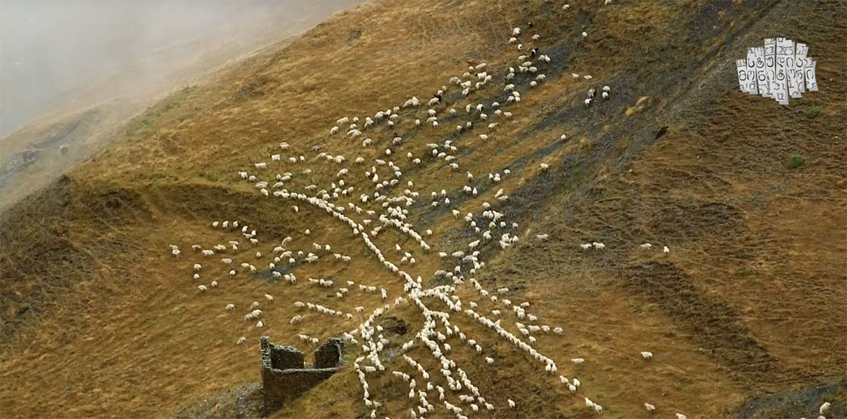 Отары овец в грузинской горной области Тушетия. (Фото: студия «Монитори»)