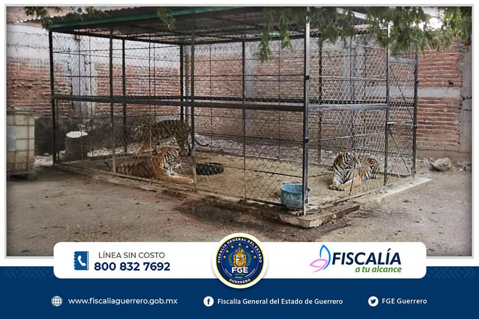 Bengal Tigers Mexico Police