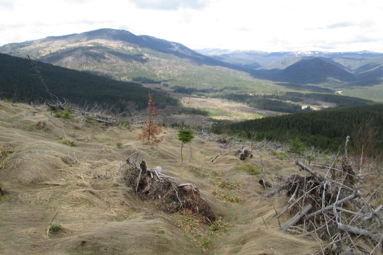 Of the 38 million cubic meters of forest lost to Romania’s logging industry each year, only 18 million are licensed and accounted for.