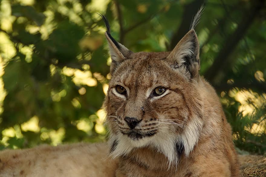 lynx-animal-big-cat-cat-wildcat-lynx-lynx-eurasischer-lynx-felidae-mammals