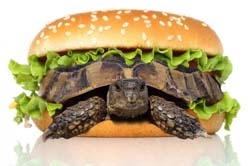 turtle-burger