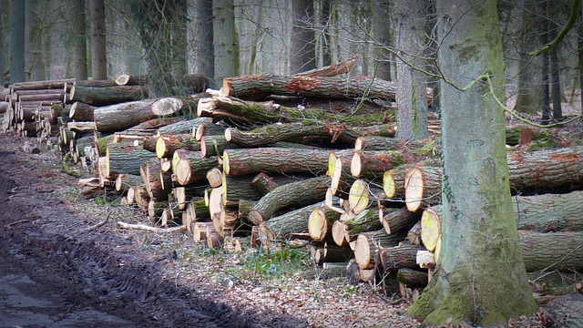 Illegal logging in Romania is a US$1 billion dollar industry (Credit: pixabay, Creative Commons Licence)