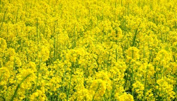«Схемы»: Беларусь экспортирует в ЕС масло из украинского рапса