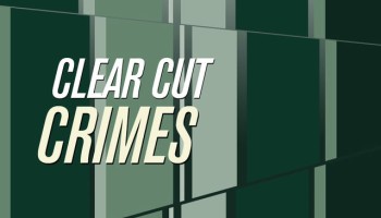 Clear Cut Crimes