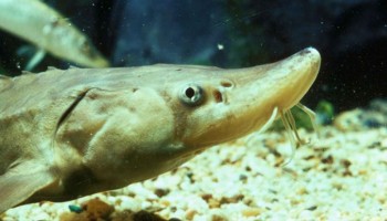 Unorganized Crime: Fighting Finches and the Sturgeon General
