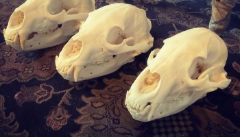 Activists Say Facebook is a Wildlife Trafficking Conduit 