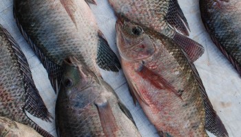 Thailand: EU Threatens Trade Ban over Slavery in Fisheries