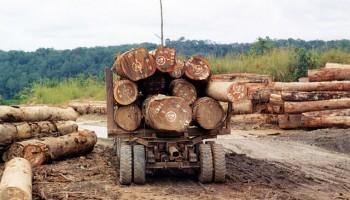 European Companies Connected to Illegal DRC Timber