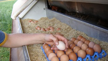 Man Pleads Guilty to Trafficking Minors to Work on US Farms