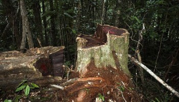 Current Logging Rate Will Strip Solomon Islands by 2036
