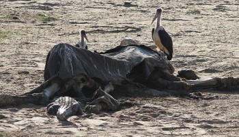 Botswana Disputes Claims of Unprecedented Elephant Slaughter