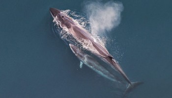 CITES: Japan Must Stop Killing Whales For Science