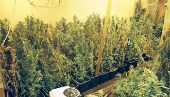 Bosnia: Police Discover Indoor Drug Labs 