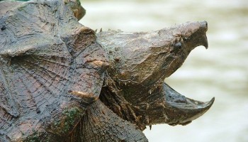 US: Three men Plead Guilty to Trafficking Dozens of Endangered Turtles