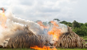 Ivory Smuggling Investigations to Continue in Asia