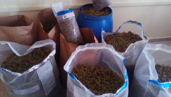 Albania: Drug Arrests a Family Affair as Cannabis Crackdown Continues 