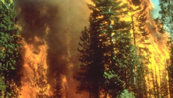 Italy: Mob Believed to Use Flaming Cats To Start Forest Fires in Sicily 